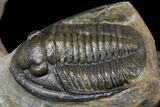 Aesthetic Association of Four Trilobites From Ofaten, Morocco #175055-6